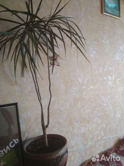 Пальма драцена