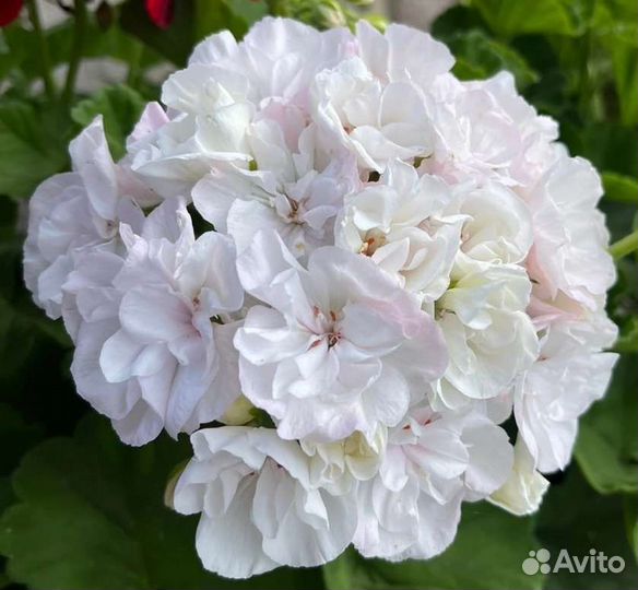 Ив Белая Ладья пеларгония