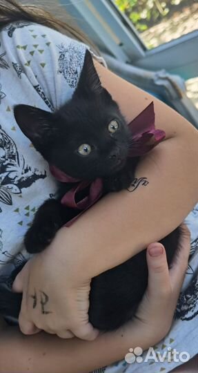 Котенок бесплатно