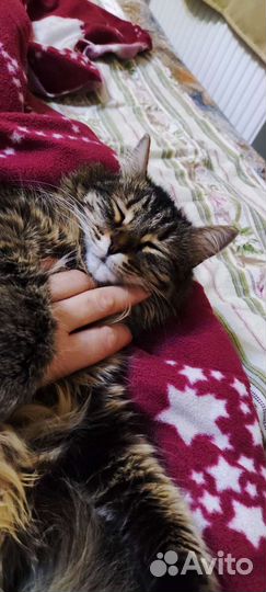 Кошка в дар