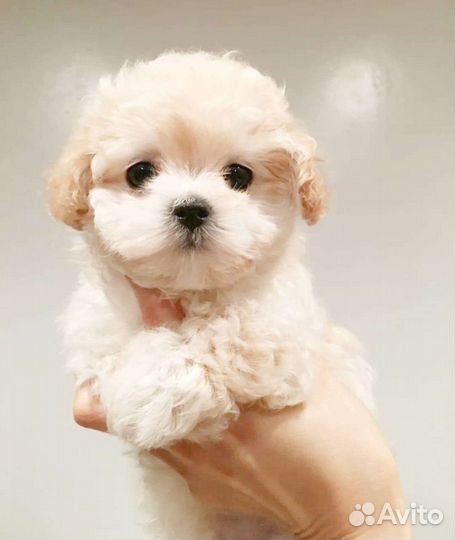 Карманные мальтипу