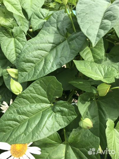 Красивая лиана