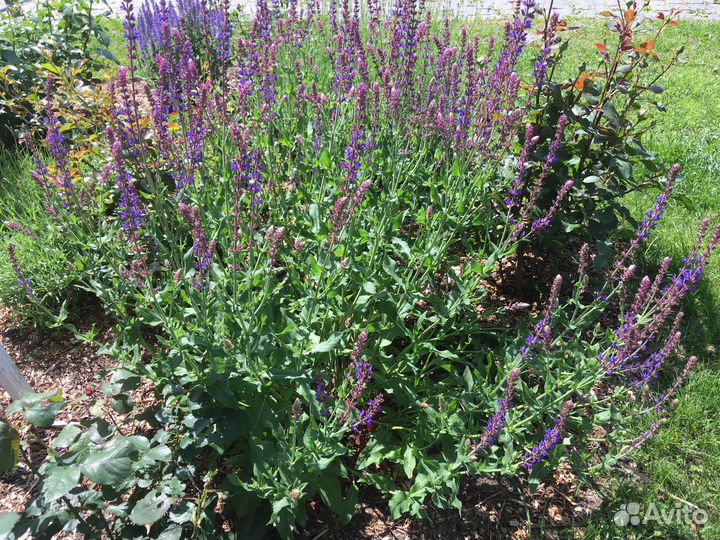 Шалфей розовая рапсодия и дубравный