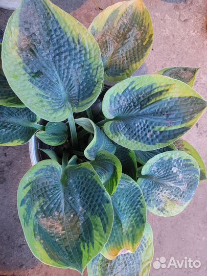 Хоста токудама флавоцирциналис