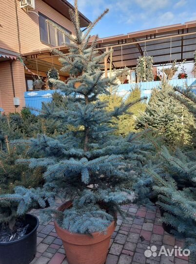 Ели от 2м