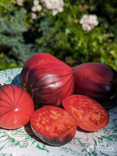 Рассада помидор