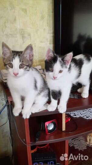 Котята бесплатно