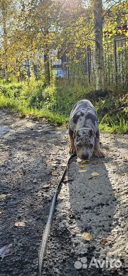 Экслюзивный разноглазый Ам Булли
