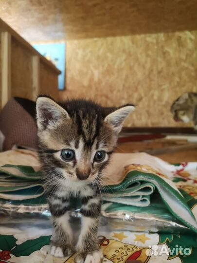 Котята в добрые руки бесплатно