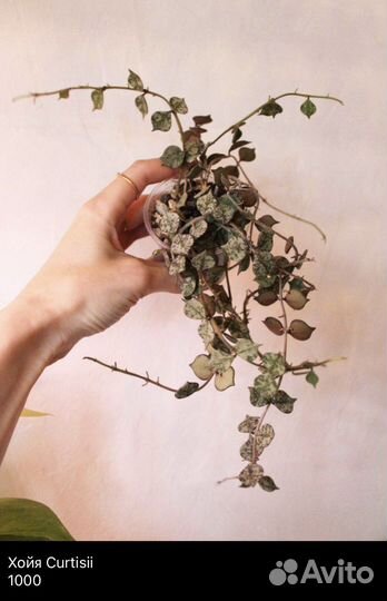 Хойи, дисхидии