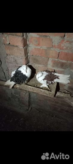 Голуби кучерявые