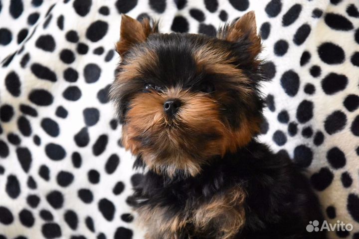 Кукольные мини и микро щенки йорка