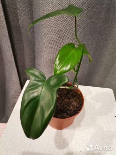 Цветы березка циссус