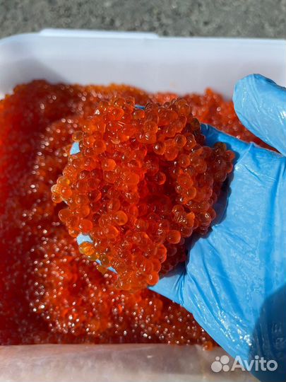 Икра красная кета 2023 в Краснодаре