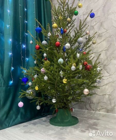 Елка,пихта,сосна живая большой опт к новому году