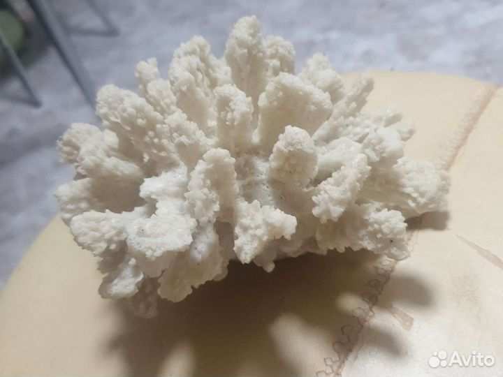 Кораллы для аквариума