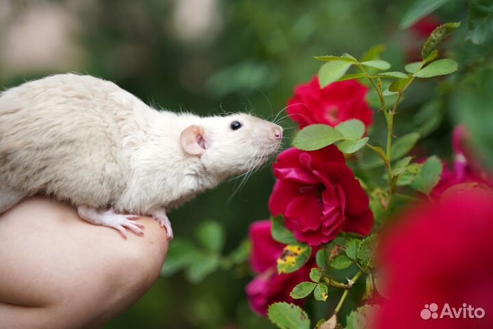 Передержка животных в клетке