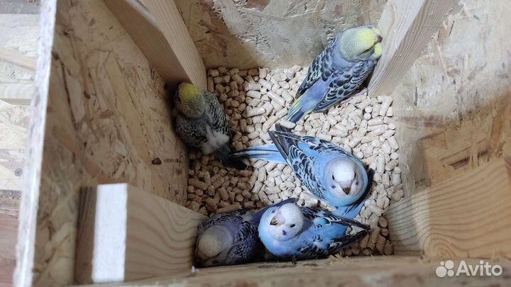 Попугаи разных видов и декоративные птицы