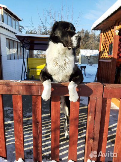 Вязка Алабай