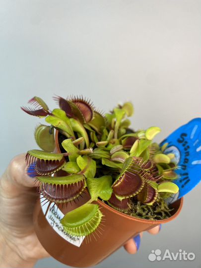 Венерина мухоловка Дионея