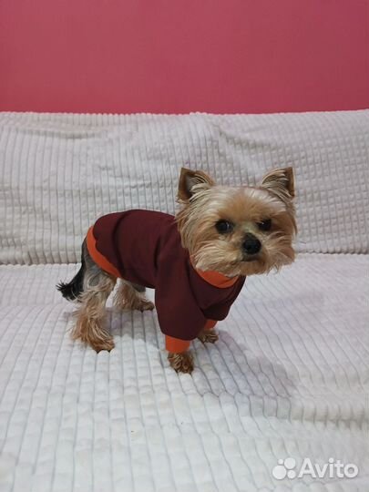 Одежда для маленьких собак