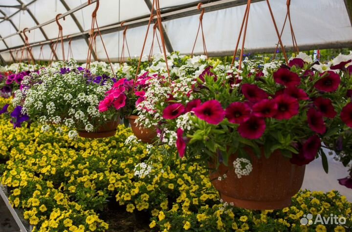 Виола Гиацинт Петуния Герань Примула цветы