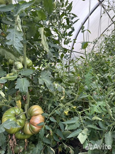 Помидоры свежие домашние