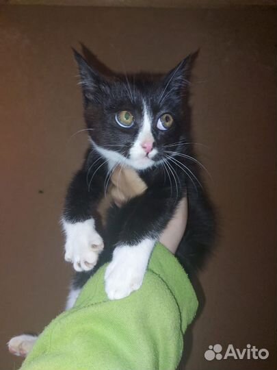 Котик Маркиз