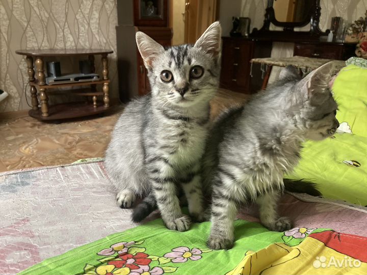 Котята