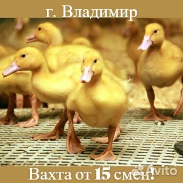 Разнорабочий. Вахта Владимирская область