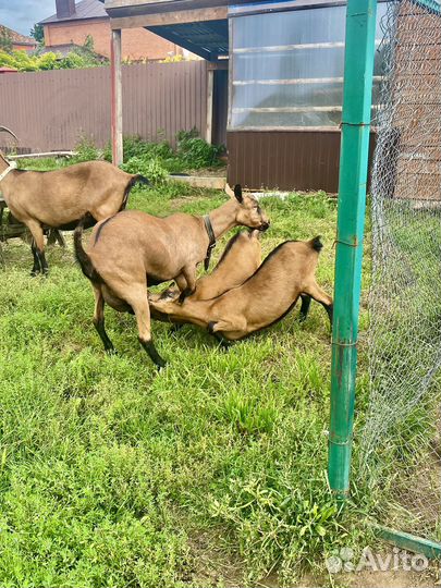 Чешские дойные козы, козел и козочки