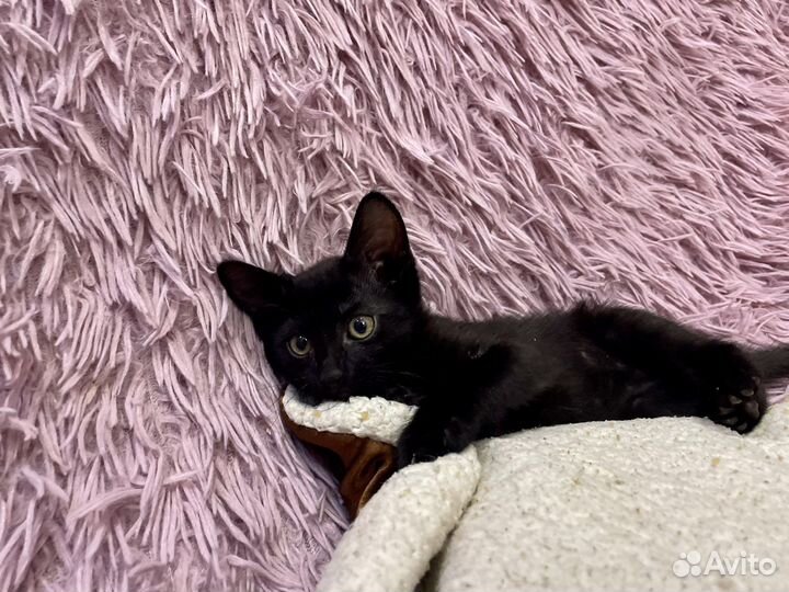 Котята 2,5 месяца