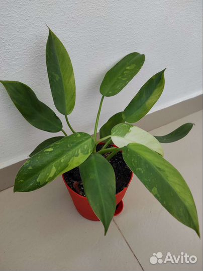 Филодендрон Хосе Буэно (Имбе Вайт Марбл)