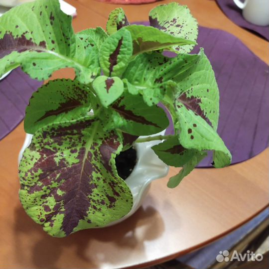 Черенки колеуса