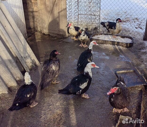 Индоутки селезни