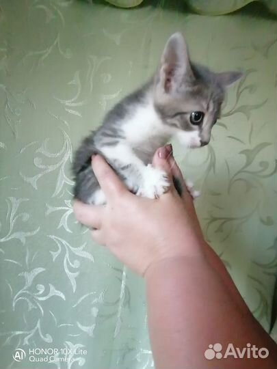 Котята в добрые руки бесплатно м