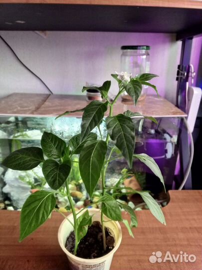 Перец, острый