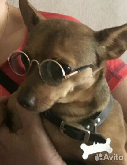 Очки для кошек и собак