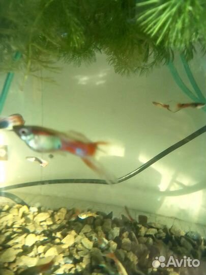 Аквариумные гидробионты и растения