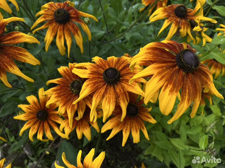 Многолетние растения рудбекия разных сортов