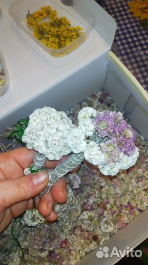 Цветы. Сухоцветы для творчества