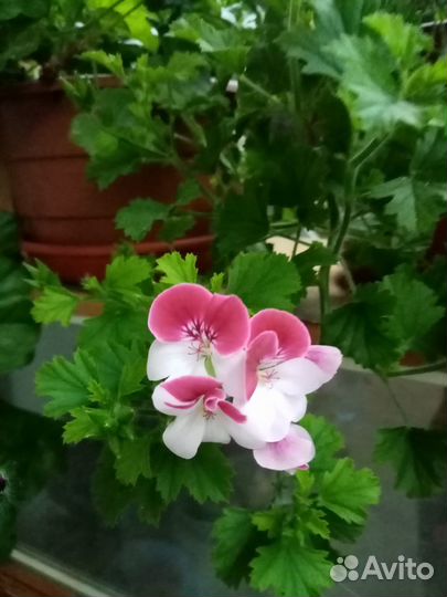 Пеларгония