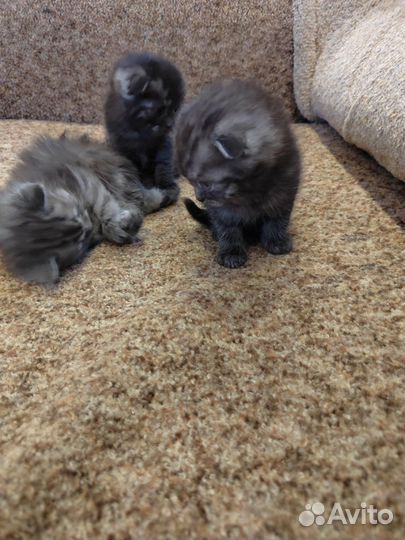 Котята Шотландской вислоухой