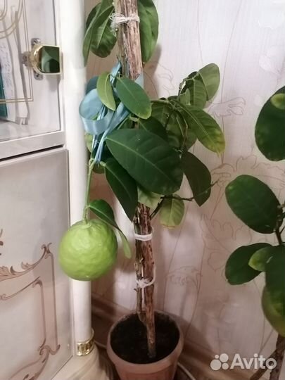 Лимонные деревья с плодами