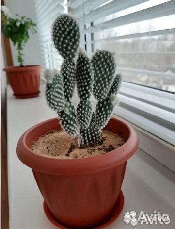 Опунция Микродазис Альбата