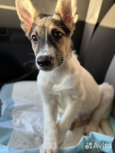 Кобель 5 мес