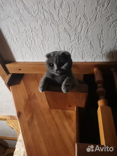 Котята шотландской вислоухой