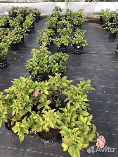 Гортензия крупнолистная