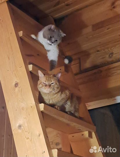 Передержка котиков, кошек, котят Казань