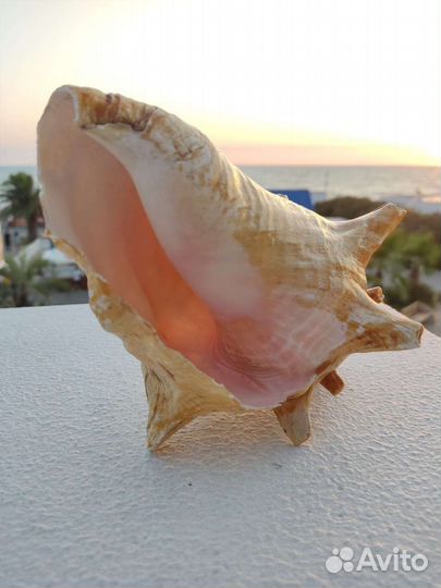 Ракушка морская большая